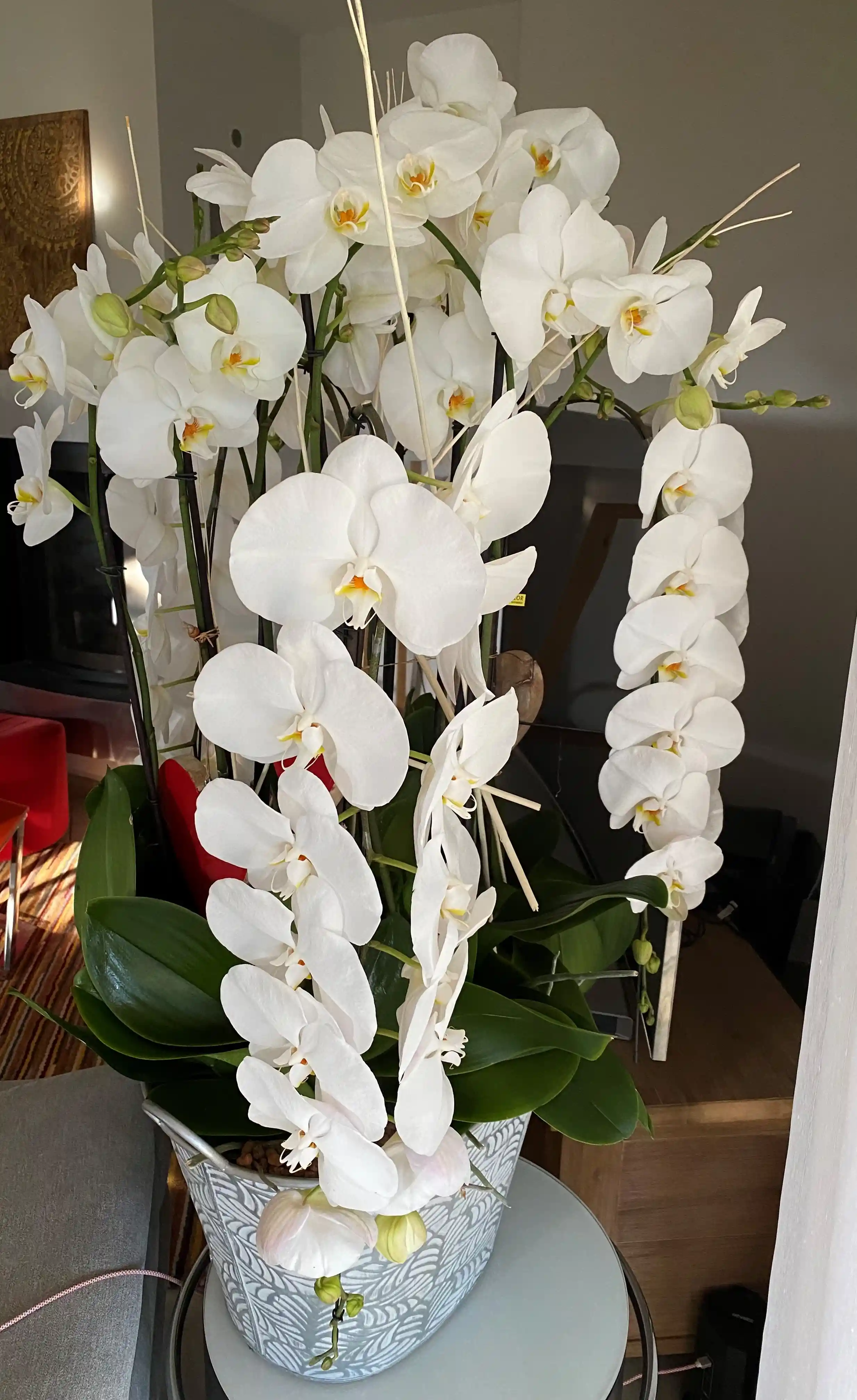 plante-0