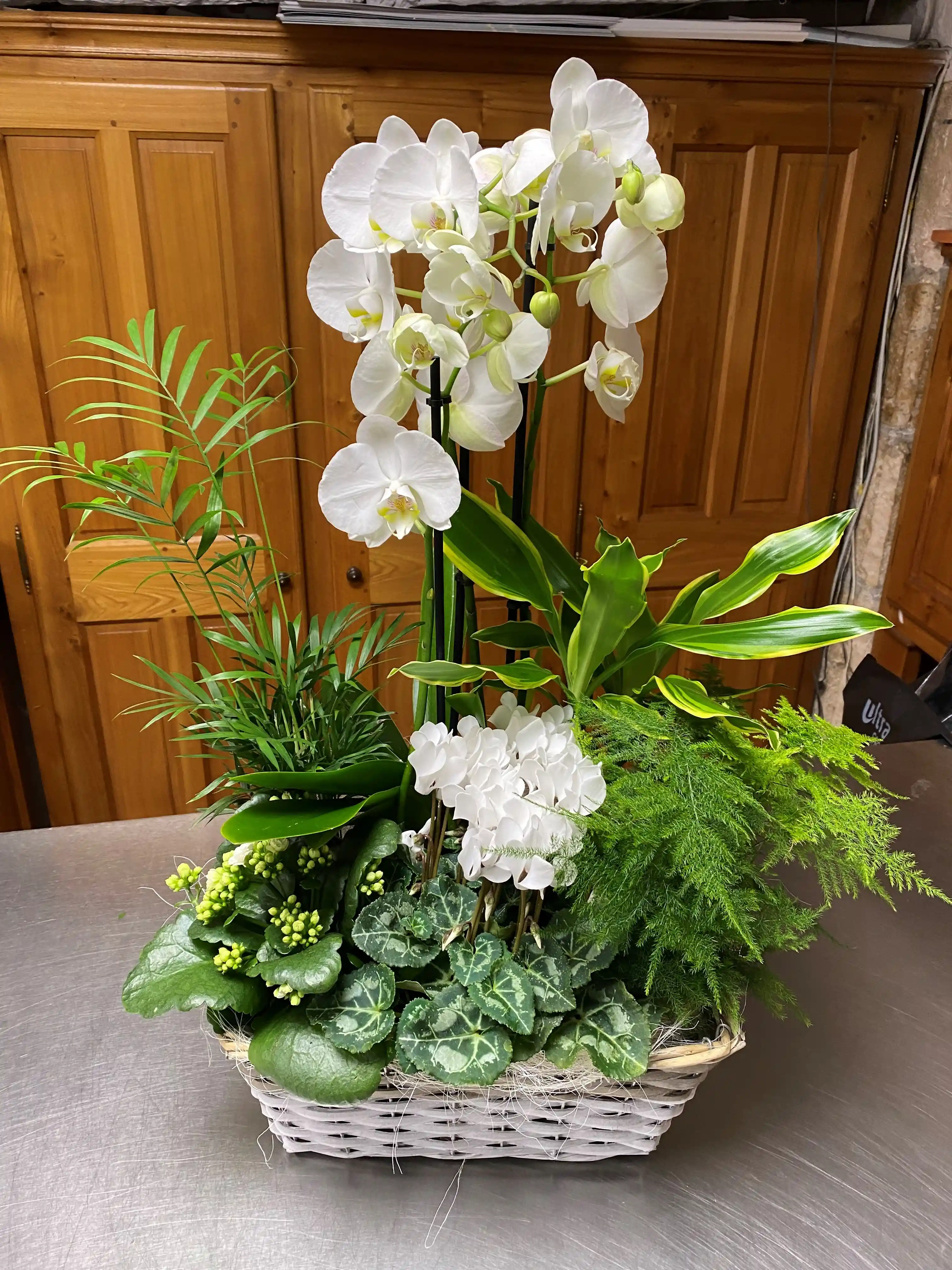 plante-1